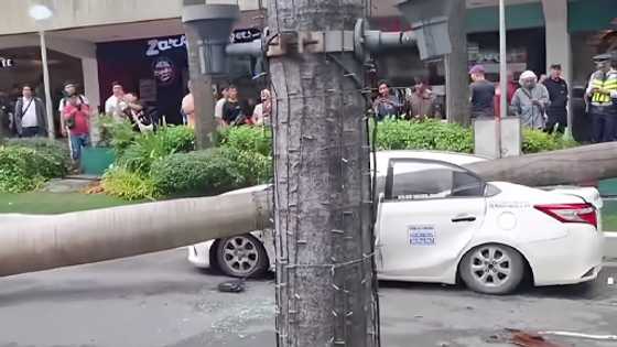 Taxicab crushed by massive tree in Quezon City as Typhoon Opong batters Luzon