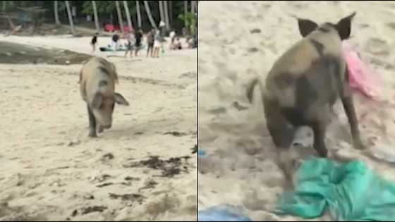 Baboy, tinangay ang bag ng isang turista sa coconut beach sa Palawan