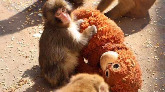 Netizens, naantig sa sitwasyon ng unggoy na si Punch sa Ichikawa City Zoo