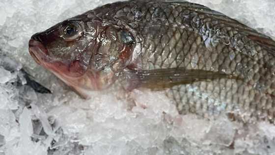 Lola, kinailangang putulan ng binti pagkatapos umano matusok ng palikpik ng tilapia
