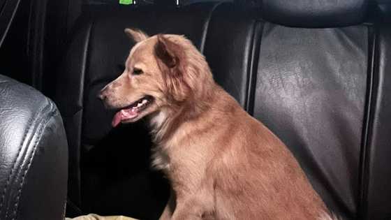 Aso sa Daanbantayan, Cebu, iniligtas ang pamilya sa gitna ng 6.9 magnitude na lindol