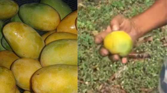 80-anyos na inaresto sa umano'y pangunguha ng mangga, makalalaya na