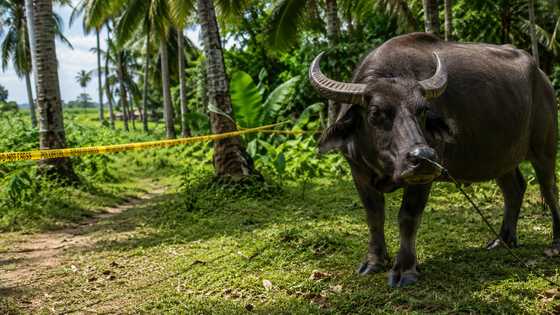 Magsasaka sa Negros, nasawi matapos atakihin ng sariling alagang kalabaw