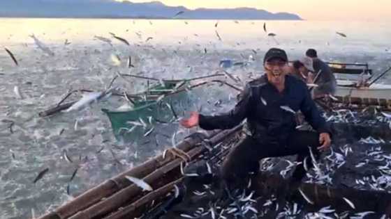 Video ng sangkaterbang isda na nag-unahan sa pagsampa sa mga bangka sa isang bayan sa Antique, viral