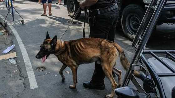 Viral K9 dog na si Kobe, ire-rehabilitate matapos umani ng concerns online