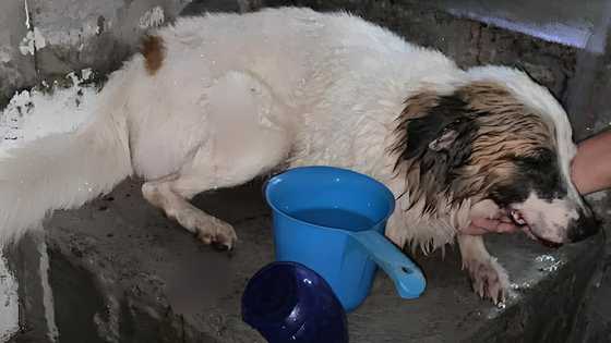 Witness claims dog's severed tongue a possible result of dog fight