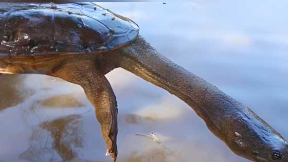 Lalaki, binawian ng buhay matapos umanong kumain ng snake turtle
