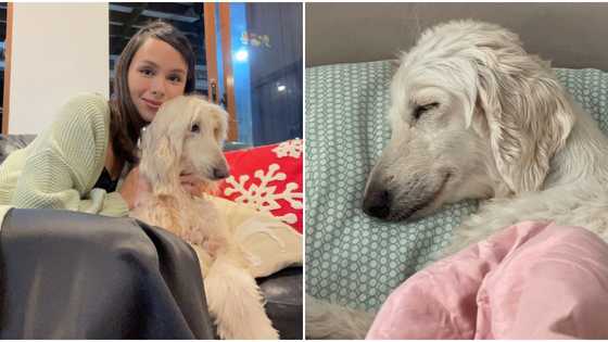Kaila Estrada mourns death of her beloved pet dog Sansa
