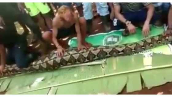 Babaeng nawawala, natagpuan sa tiyan ng 23 talampakang sawa