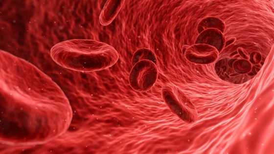 Blood type compatibility for transfusion and conception