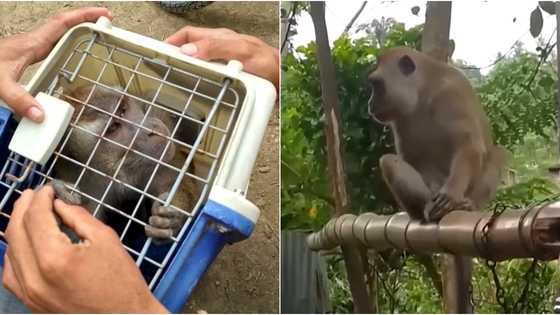 9-year-old boy, attacked and bitten by neighbor's pet monkey