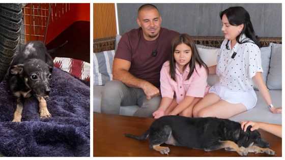 Scarlett Kramer, iniligtas ang isang stray dog: “She looked so scared”