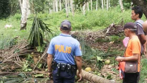 Buntis na babae, nasawi matapos mabagsakan ng puno ng niyog sa Davao Occidental