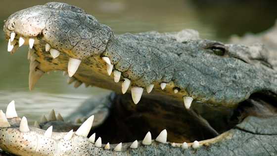 Fisherman fatally attacked by crocodile in mangrove while sleeping in his boat in Palawan
