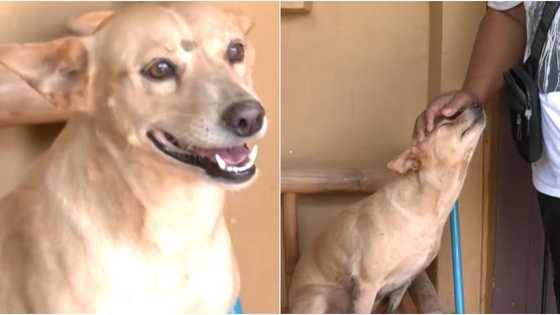 Dog washed away by floodwater manages to go back home to owner after 2 weeks