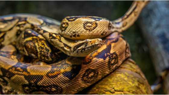 Monk in Thailand ends up wounded after a brutal snake attack