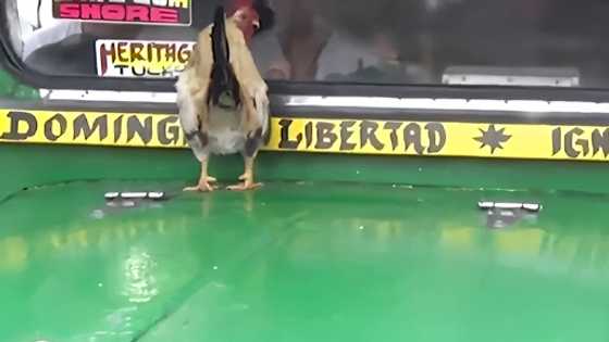 Jeepney with a live chicken on its hood was apprehended during EDSA road safety check