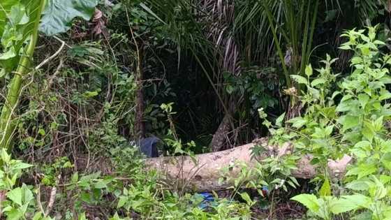 Dahil sa isang aso, natuklasan ang bangkay ng nawawalang 12-anyos sa Toledo City