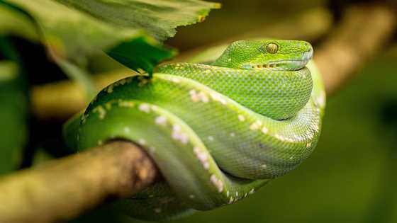 Snake rests on Christmas tree star ornament inside home, surprising residents one morning