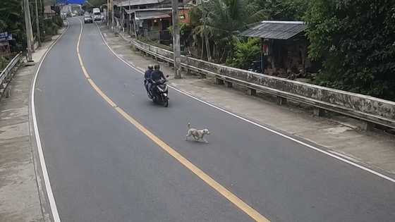 Rider at angkas, sumemplang matapos makabangga ng aso sa Talisay, Batangas