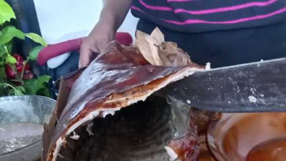 Naiwang lechon sa kotse, inakalang bangkay; pulis, rumesponde sa "masangsang" na amoy