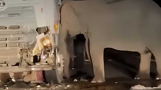 Inang elepante, hindi iniwan ang anak na nasagasaan sa gitna ng daan