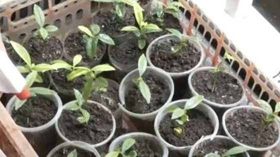 Babaeng nagpapatubo ng endangered na agarwood sa kanyang bakuran, huli ng NBI sa Cebu