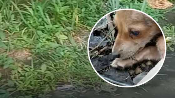 Celebs react to brutal fate of dog skinned alive in Rizal; Humane Philippines seeks justice