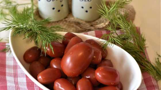 When will we plant a tomato in 2020?