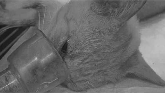 Pusa, lumabas umano ang bituka matapos raw pagsasaksakin