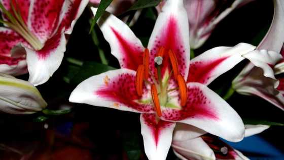 When to transplant lilies: expert advice