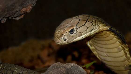 Tragic river bath: Woman dies after sudden encounter with "Banakon"