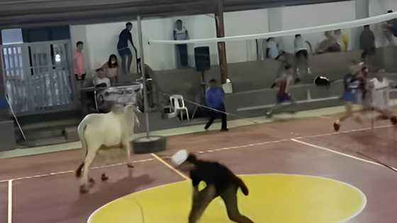 Malaking baka, umeksena sa kalagitnaan ng volleyball game sa Batangas