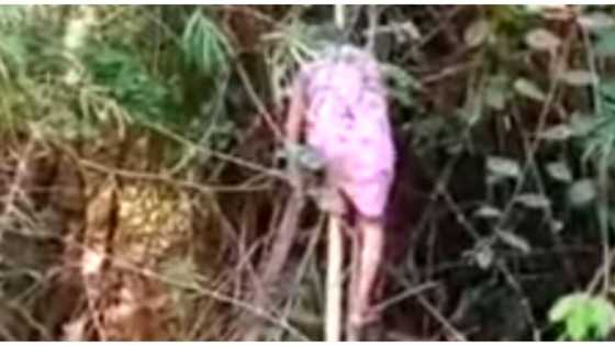 83-anyos na lolang kinakaya pa rin ang pag-akyat para magputol ng kawayan, viral