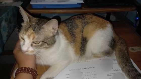 Pusang mukhang pangkaraniwan, pambihirang klase pala sa buong mundo