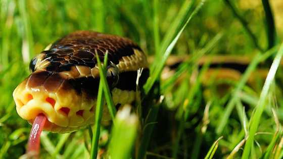 Huge python caught by residents during flooding in Legazpi