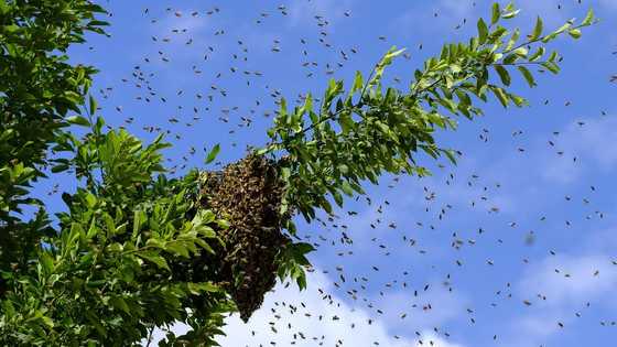 2-anyos na bata patay matapos atakihin ng bubuyog sa Aurora, Zamboanga del Sur