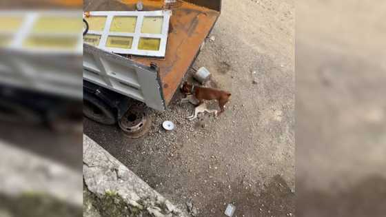 Video ng asong napakagaling umarteng "patay," kinagiliwan ng mga netizens