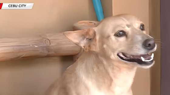 Aspin na inanod sa baha sa Cebu, himalang nakabalik sa amo matapos ilang araw na pagkawala