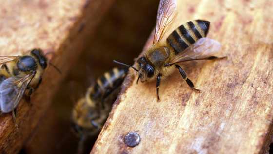 43 katao, sugatan matapos atakihin ng mga putyukan sa Energy Park ng Tagum City