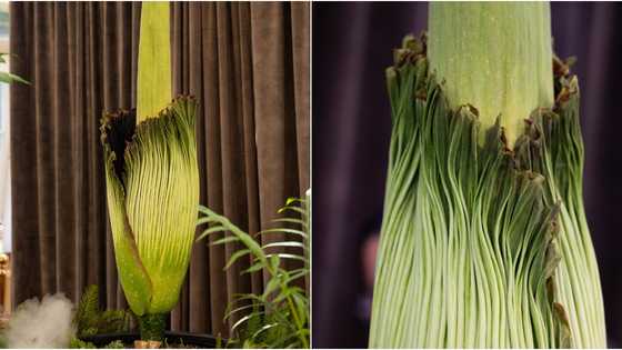 Kakaibang bulaklak sa Australia na amoy bulok na karne, dinumog ng mga tao