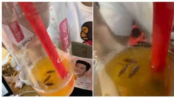 Kaloka! Isang customer, may natagpuan daw na mga ipis sa iniinom niyang fruit tea