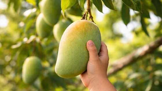 Bata, patay matapos umanong saktan dahil nanguha ng mangga nang walang paalam