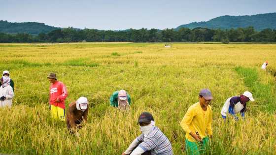 Farmers cry for help over Rice Tariffication Law and low rice prices