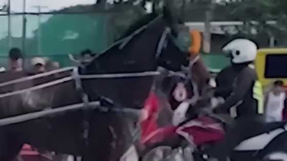 Racing horse and enforcer accidentally bump into each other, tumble, during Fiestang Kuliat