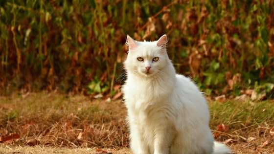 Female cat names: the most popular nicknames in 2020