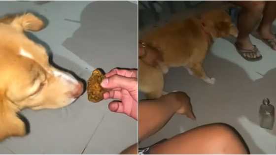 Bidyo ng aso na pinilit na pinapa-inom ng alak, nag-viral; animal welfare advocacy group, umalma