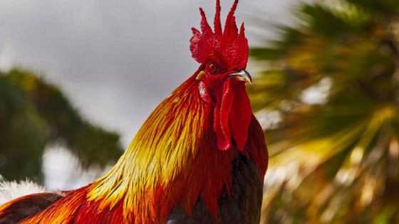 Lady netizen seeks help after accidentally smashing her father's rooster for "panabong"