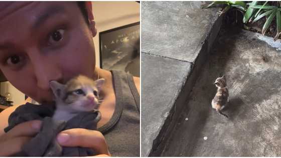 Joseph Marco rescues poor kitten he found lost & alone amid typhoon