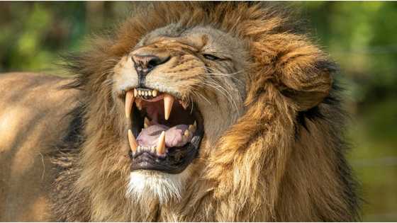 Batang lalaki, sugatan matapos atakihin ng nakawalang leon na alaga sa bahay